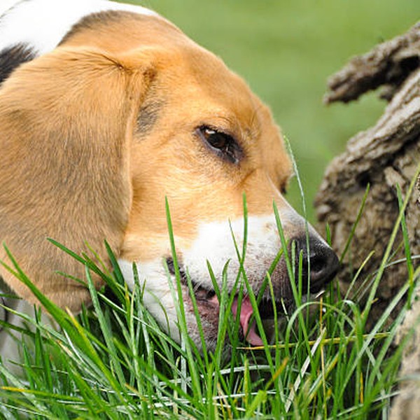 Dog eating grass in garden