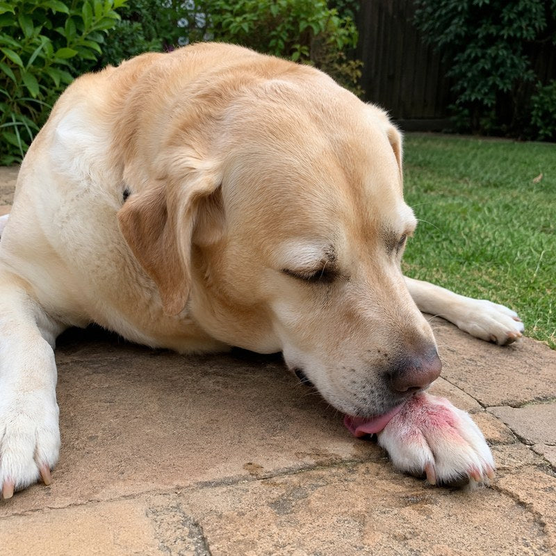 Yellow lab with raw, inflamed paw