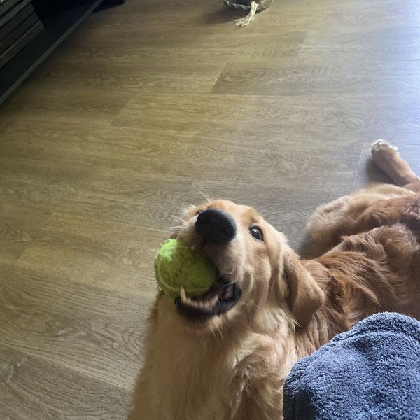 Yellow lab licking paw