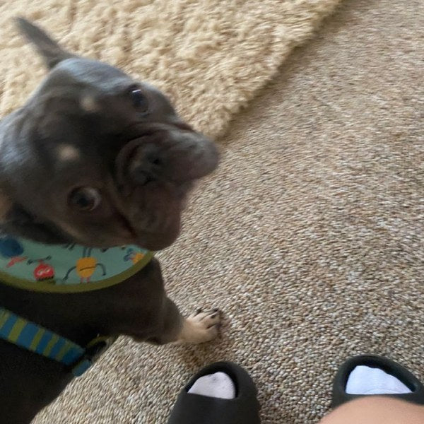 Customer photo: staffie with Itch Relief Chews tub