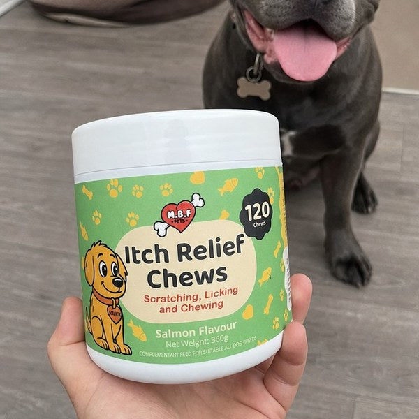 Customer photo: golden retriever with Itch Relief Chews tub